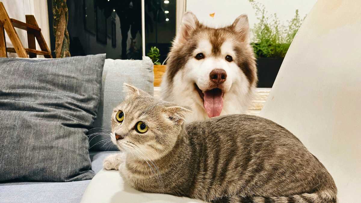 a cat and a dog in apartment