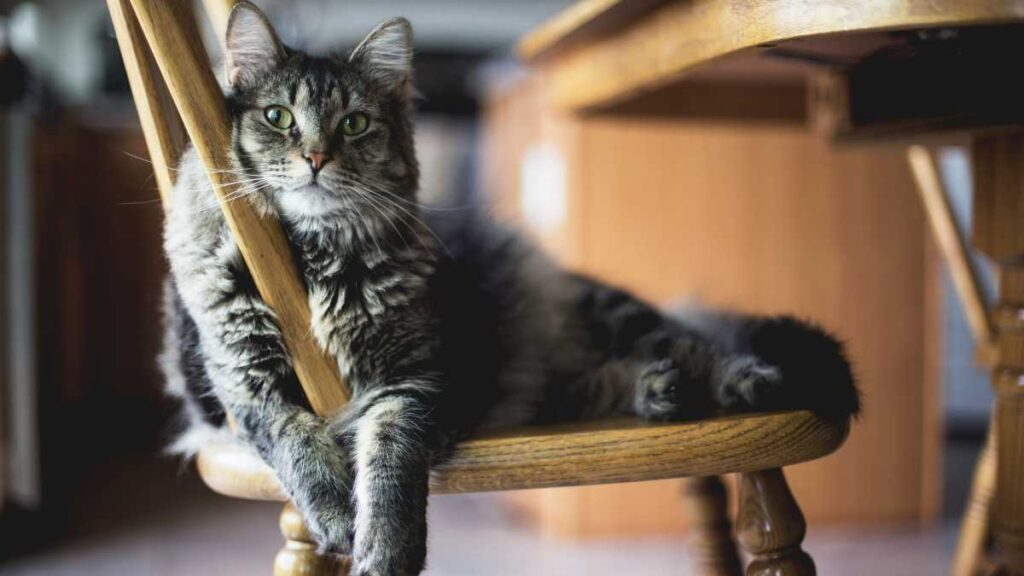 cat on a wooden chair